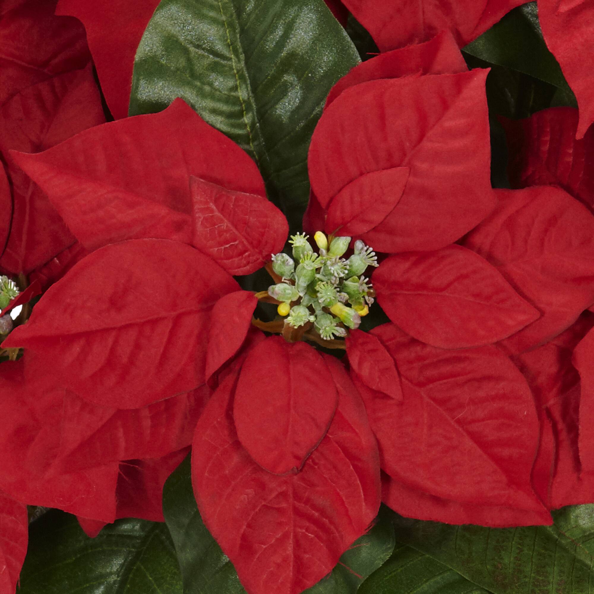 16.5" Potted Poinsettia in White Washed Planter